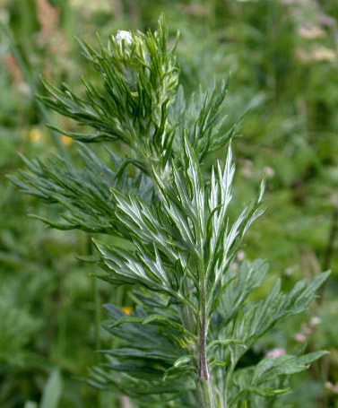 ARTEMISIA OIL - Essential Oils